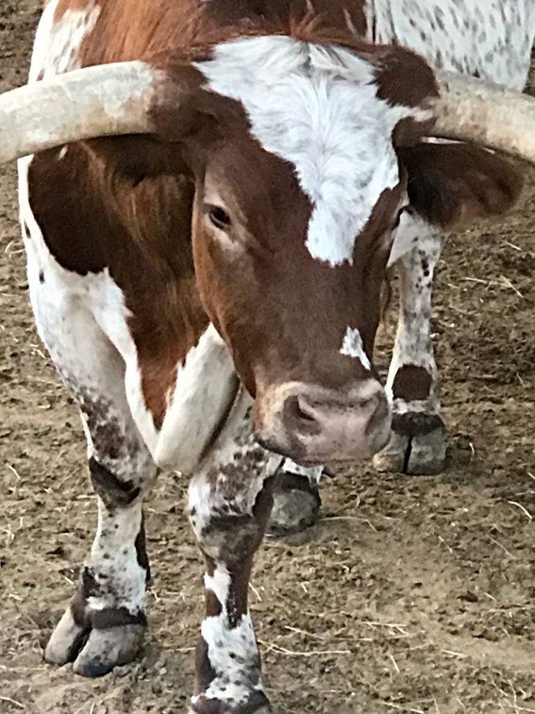 Justin, Fort Worth Stockyards